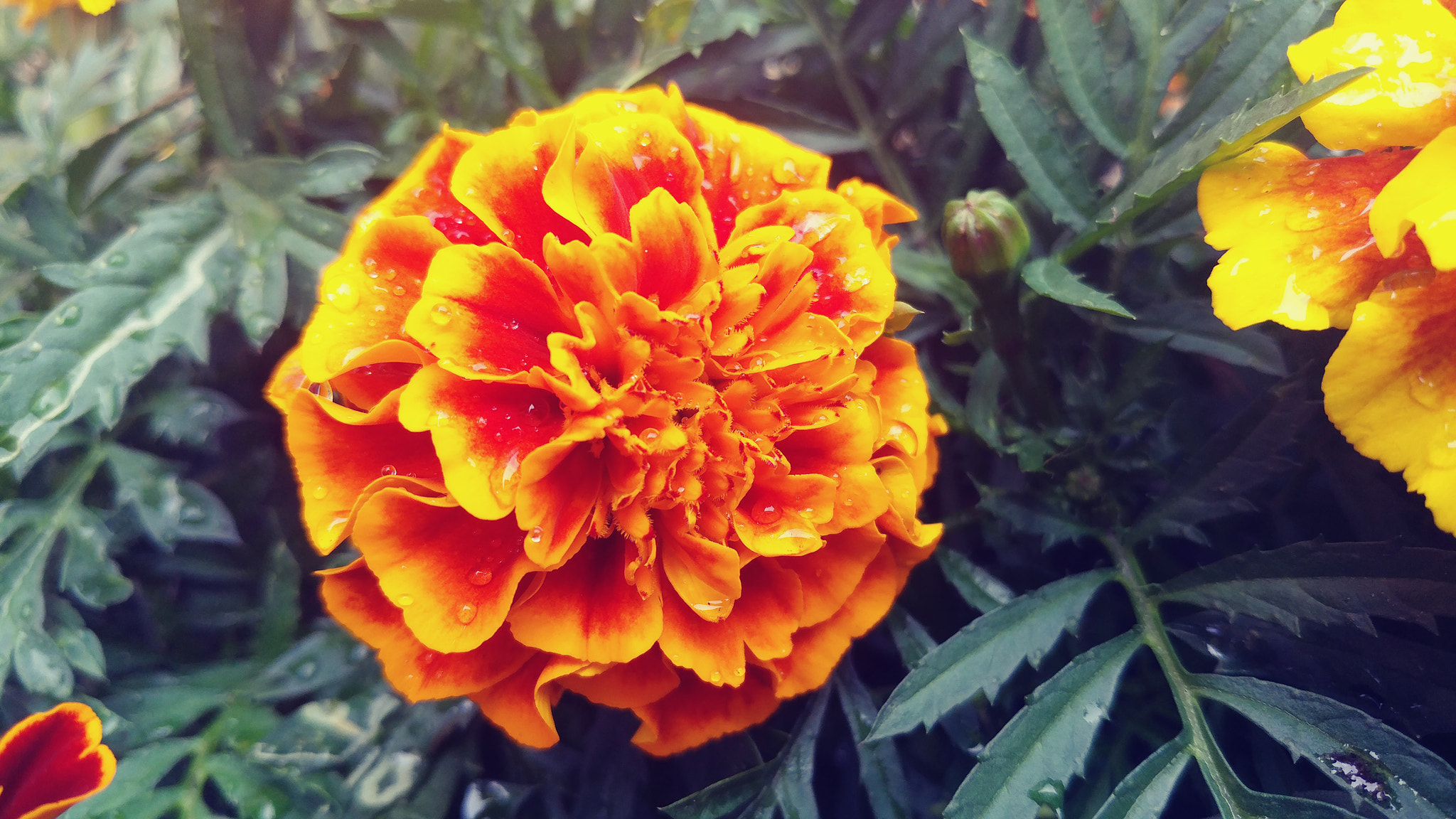 LG V20 sample photo