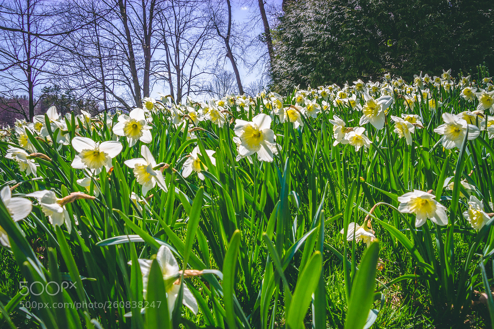 Canon EOS 700D (EOS Rebel T5i / EOS Kiss X7i) sample photo. Flowerbeds at wellesley college photography