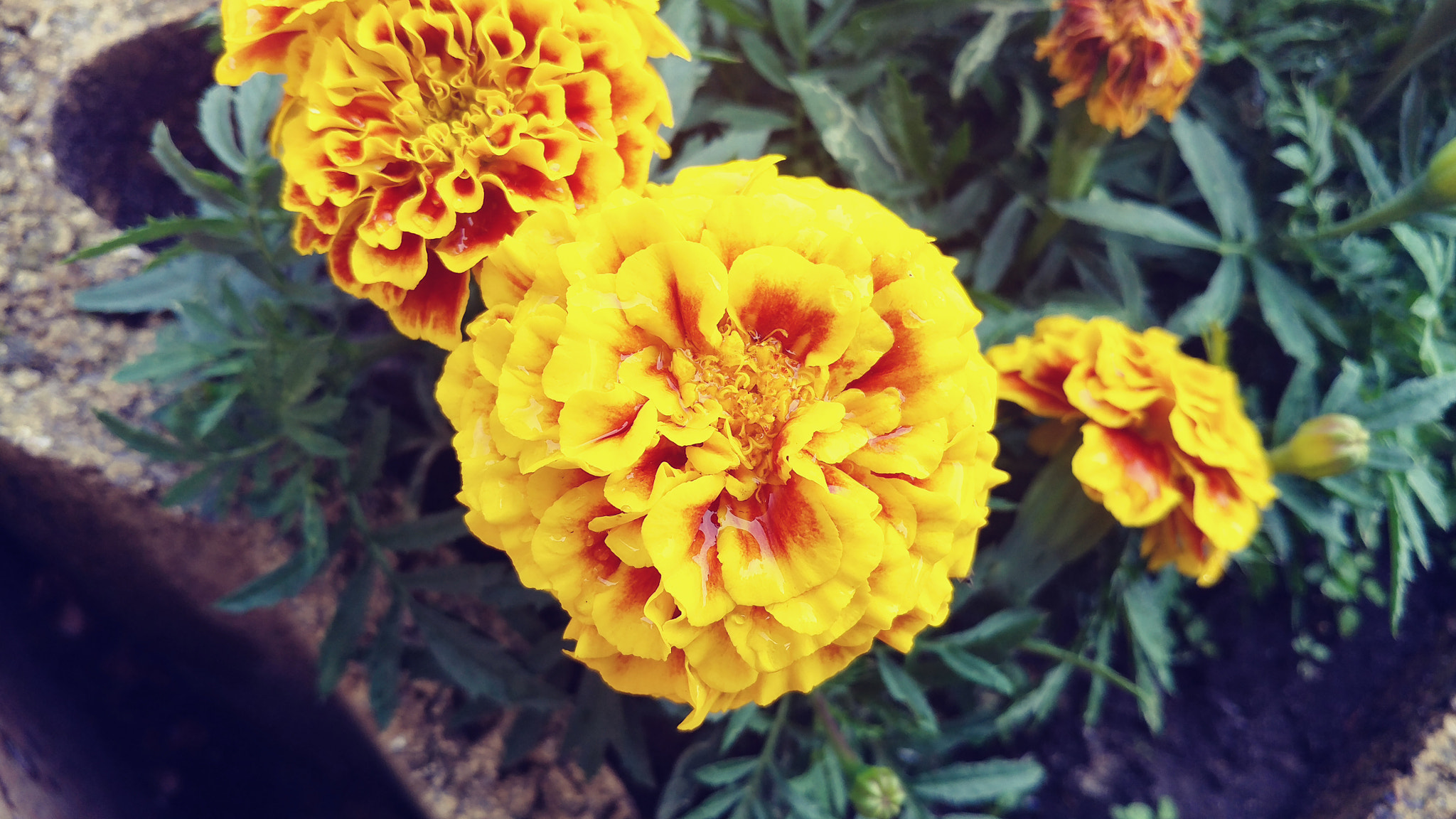 LG V20 sample photo