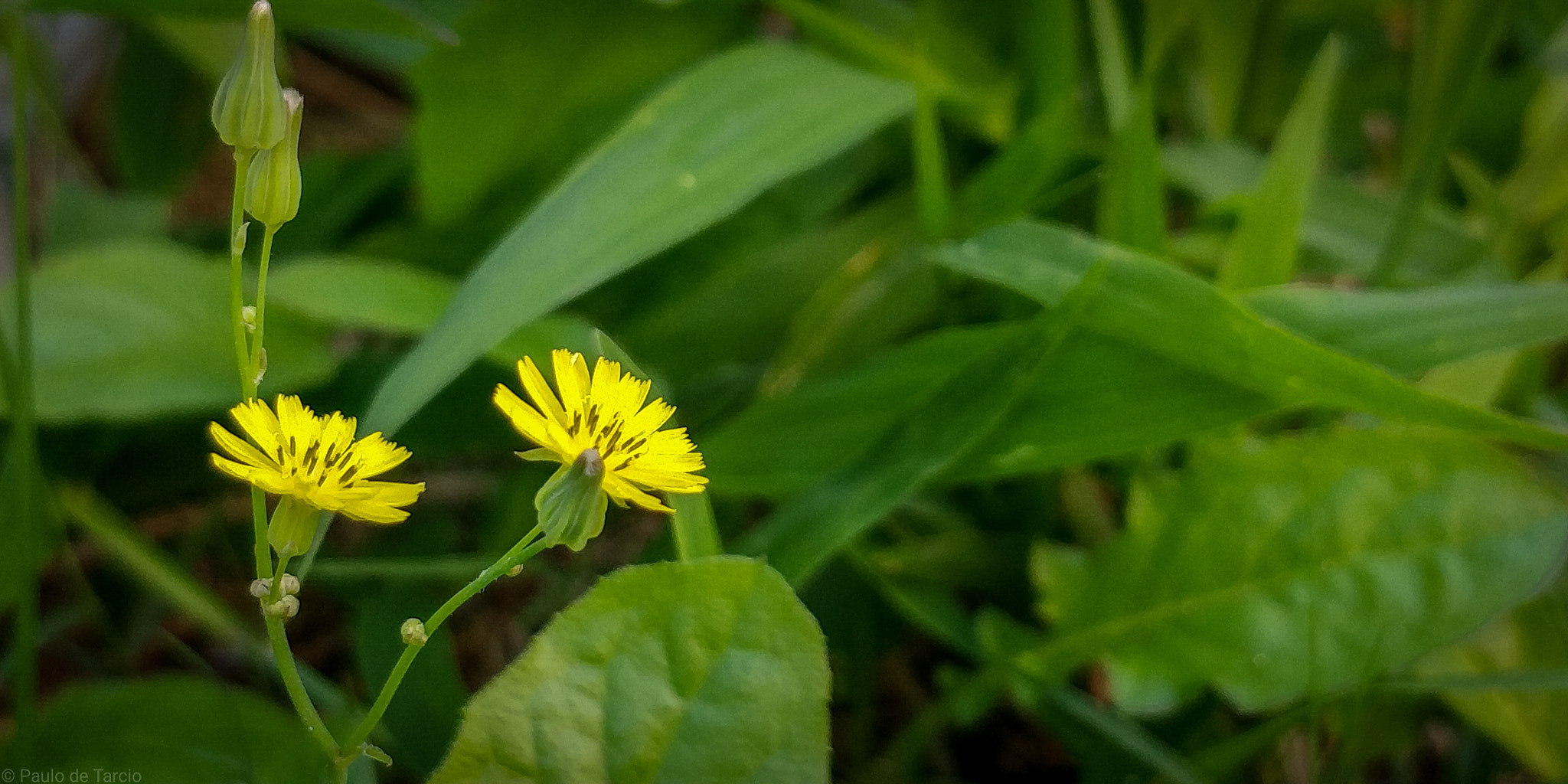 OnePlus 5T sample photo. Detalhes que passam batido photography