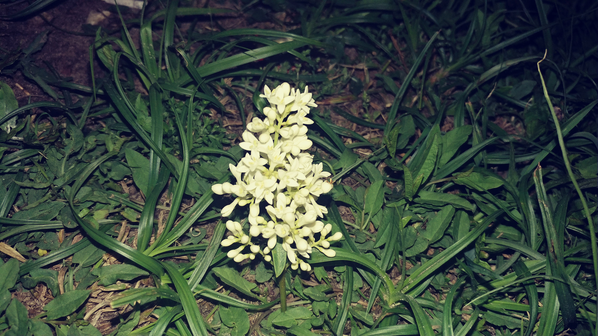LG V20 sample photo