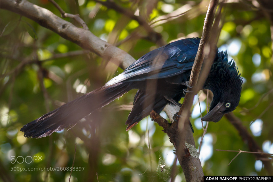 Canon EOS 70D sample photo. Greater ani jardin botanico photography