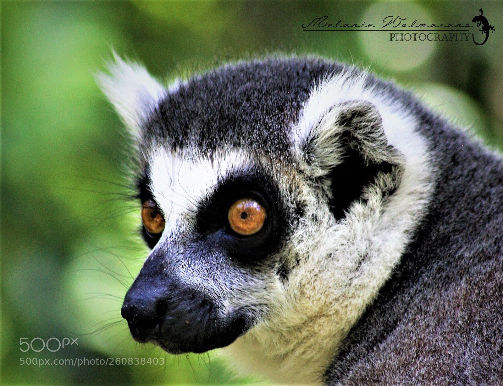 Canon EOS 40D sample photo. Lemur photography