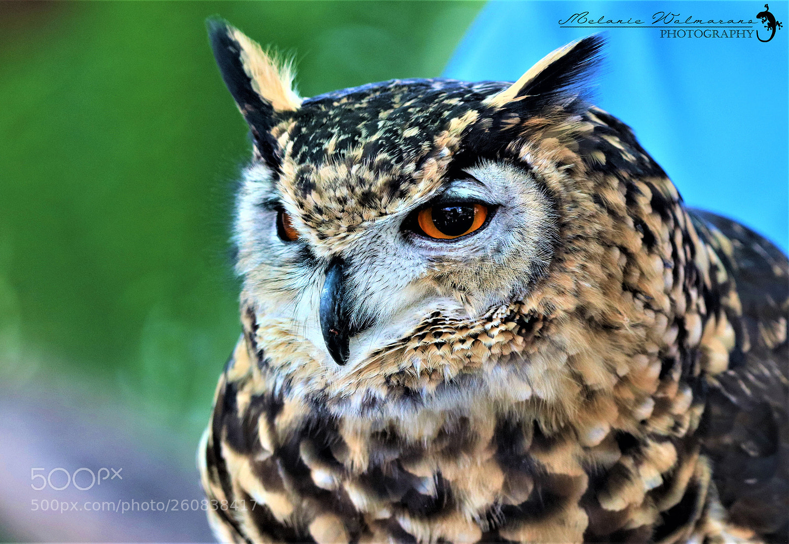 Canon EOS 760D (EOS Rebel T6s / EOS 8000D) sample photo. Cape eagle owl photography