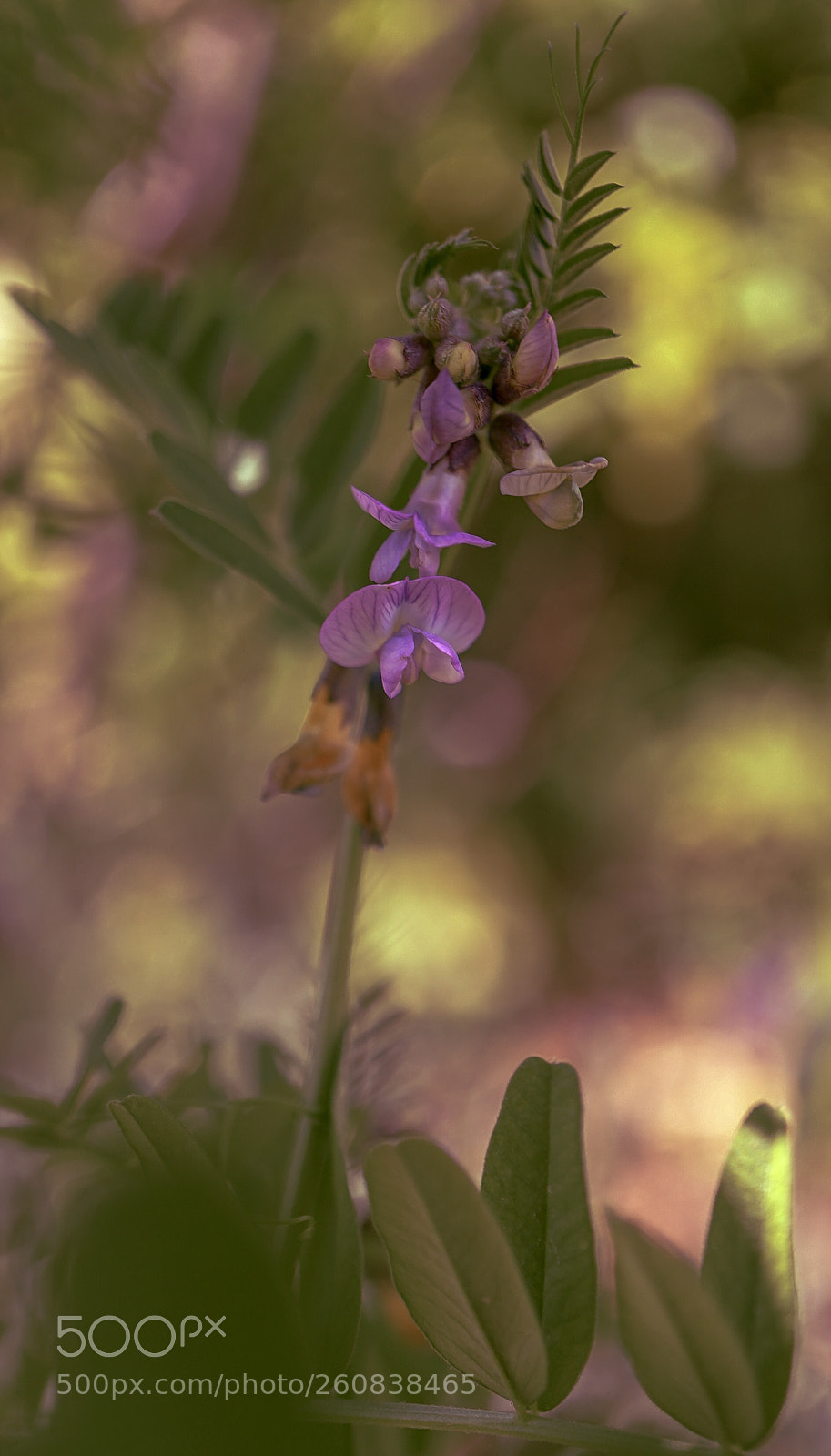 Sony a7 II sample photo. "delicacy" photography