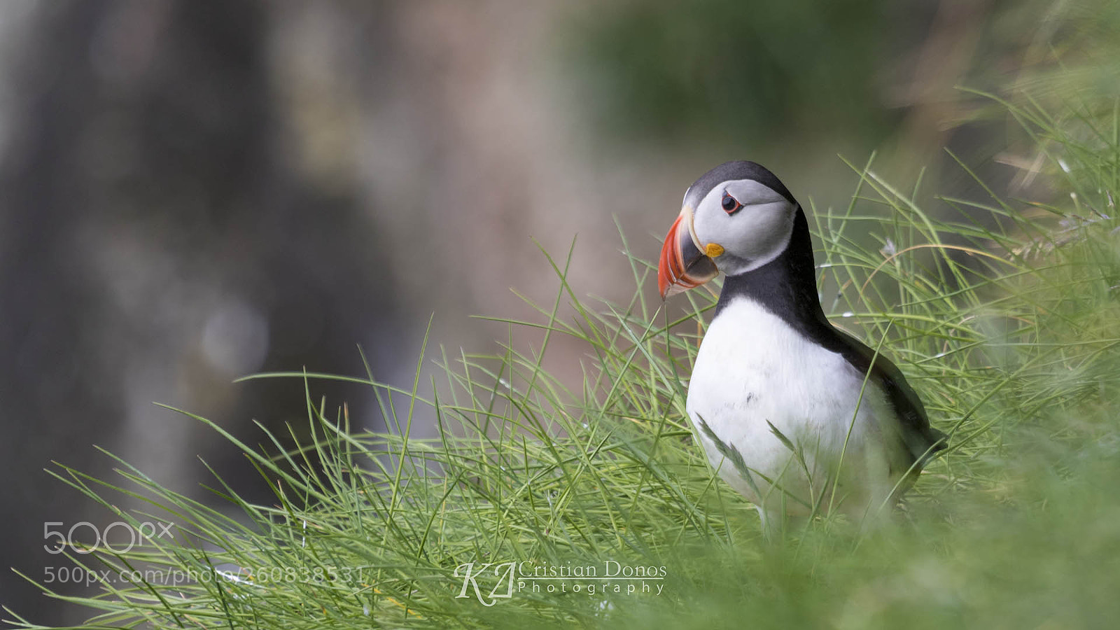 Canon EOS 7D Mark II sample photo. Puffin #4 photography