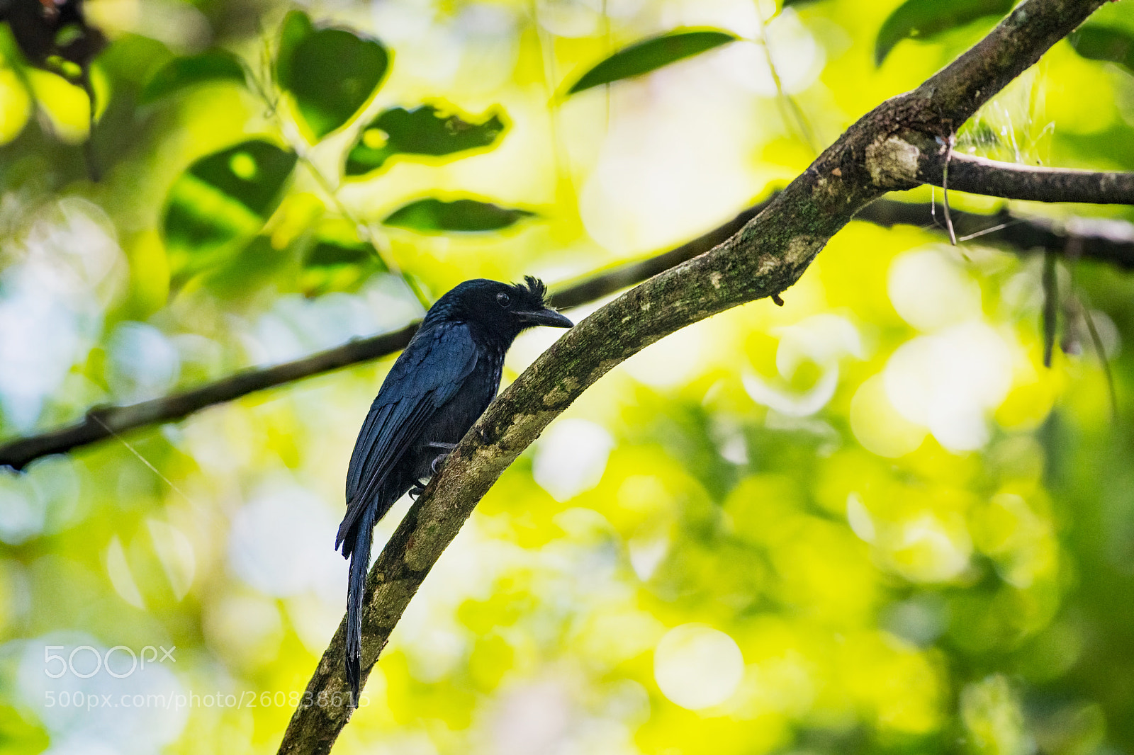 Nikon D500 sample photo. Drongo photography