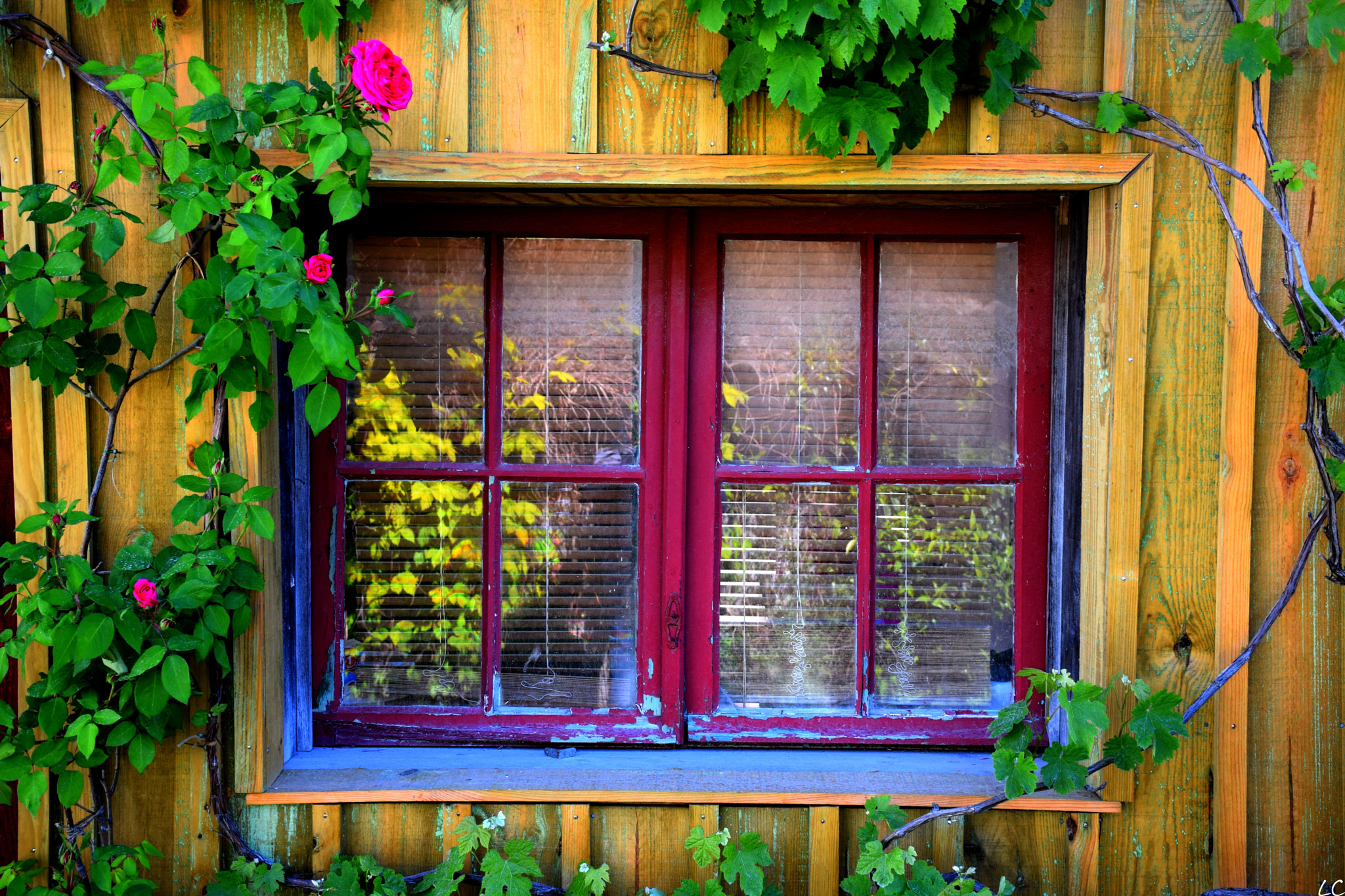 Nikon D5300 sample photo. Window photography