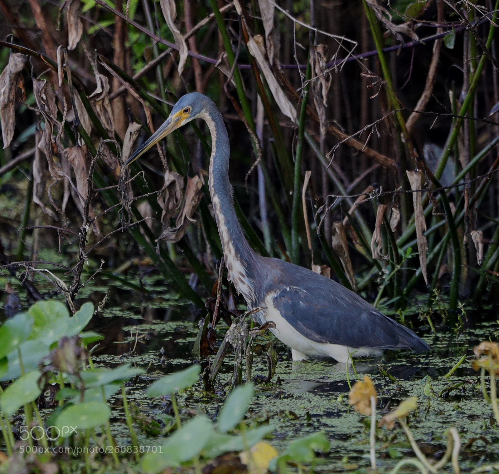 Canon EOS-1D X Mark II sample photo. 06-04-18-0021312.jpg photography