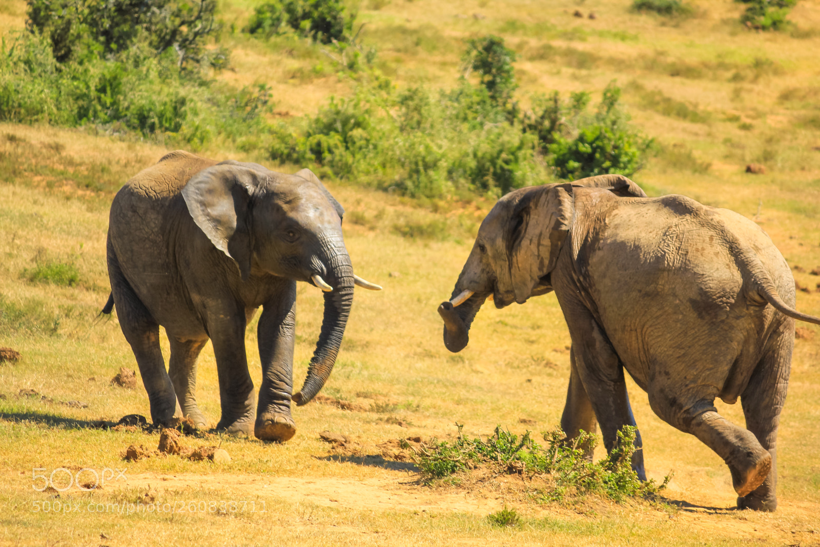 Canon EOS 550D (EOS Rebel T2i / EOS Kiss X4) sample photo. African elephants running photography