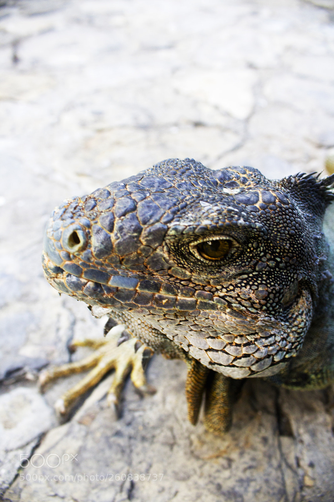 Canon EOS 1200D (EOS Rebel T5 / EOS Kiss X70 / EOS Hi) sample photo. Hermoso reptiliano photography