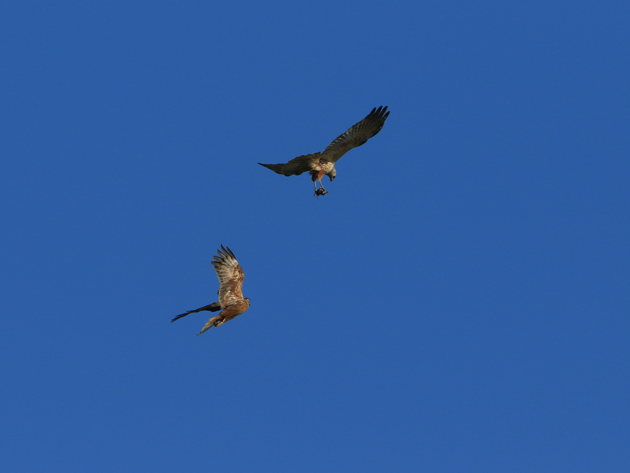 Canon EF 400mm F2.8L IS USM sample photo. エサ渡し ①  eastern marsh harrier photography