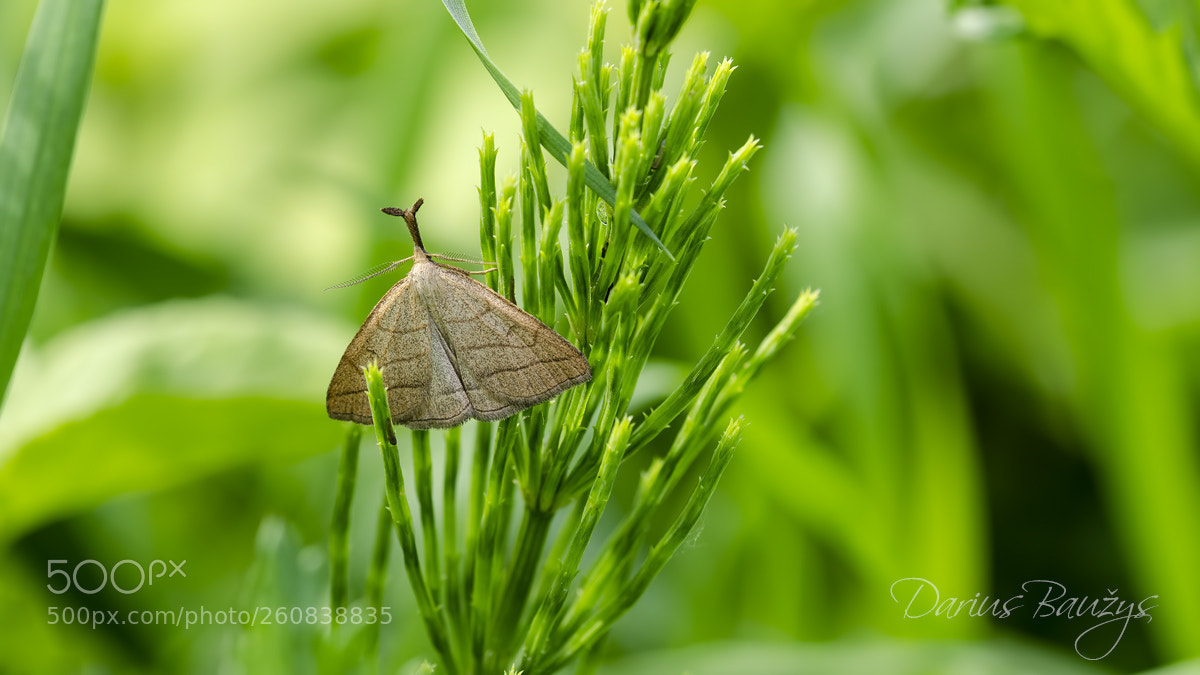 Nikon D7000 sample photo. Moth on horsetail photography