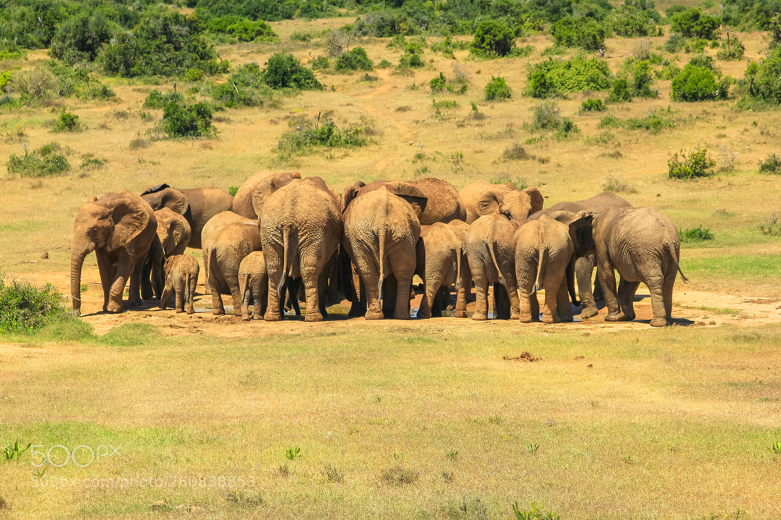Canon EOS 550D (EOS Rebel T2i / EOS Kiss X4) sample photo. African elephants addo park photography