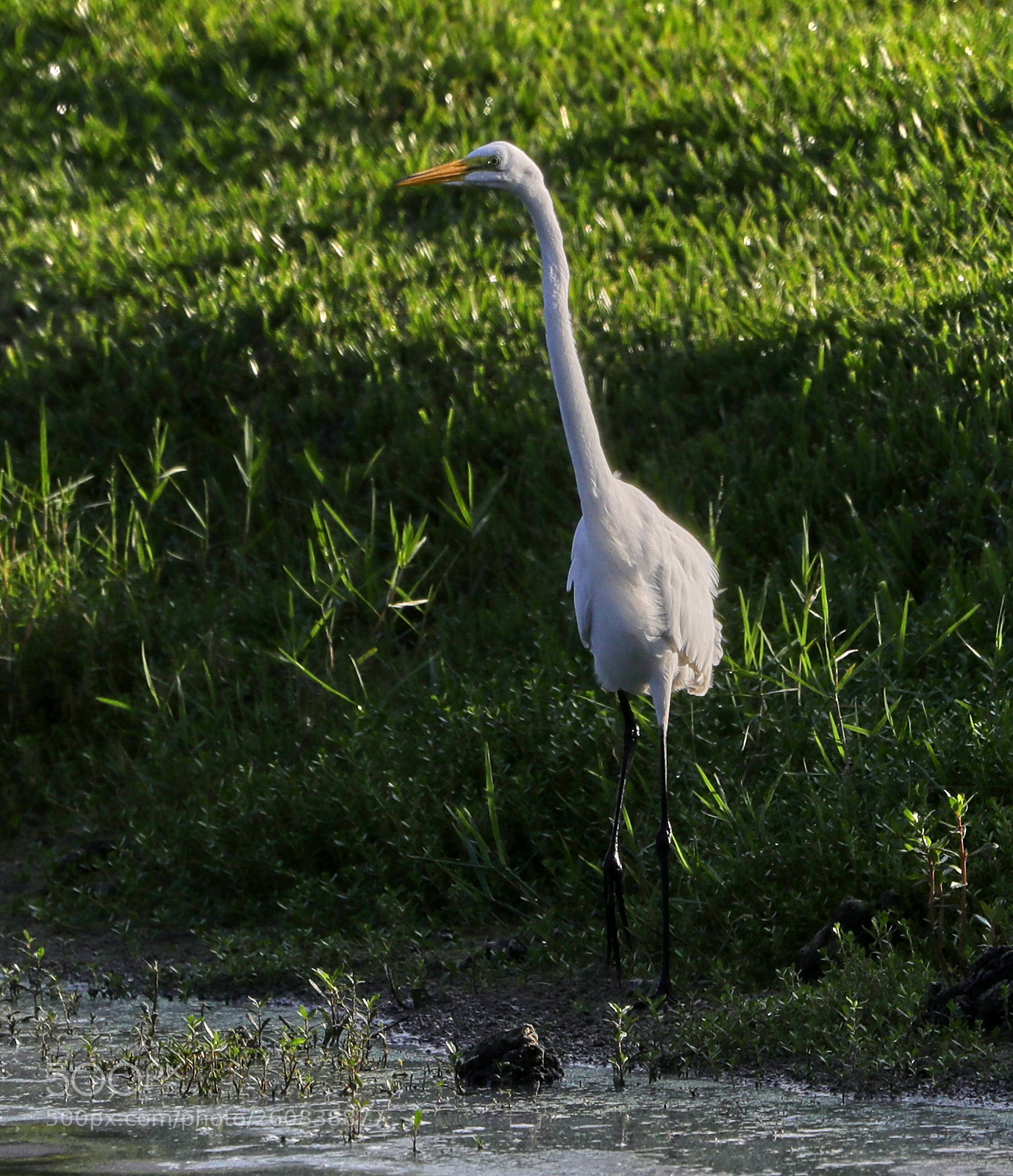 Canon EOS-1D X Mark II sample photo. 06-04-18-0021307.jpg photography