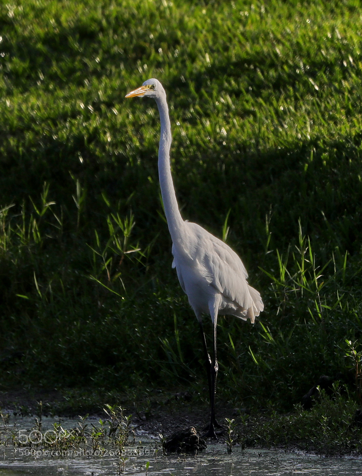 Canon EOS-1D X Mark II sample photo. 06-04-18-0021305.jpg photography