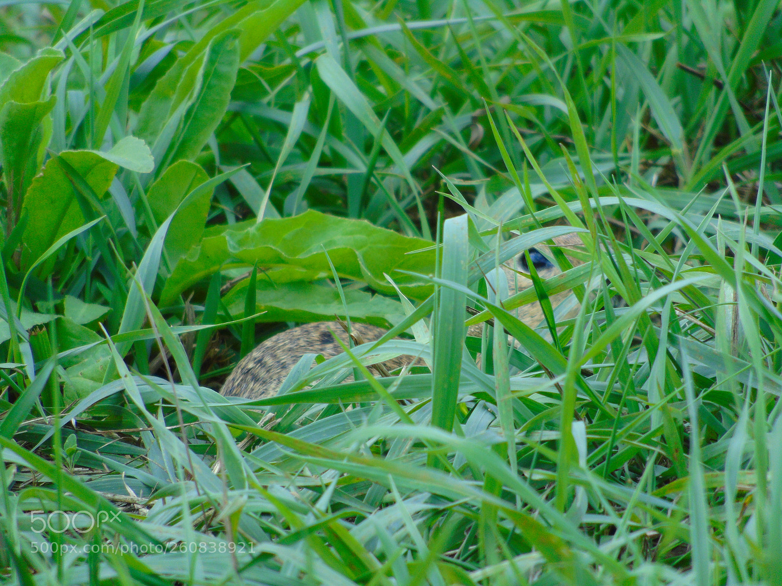Sony Cyber-shot DSC-H400 sample photo. +++ photography