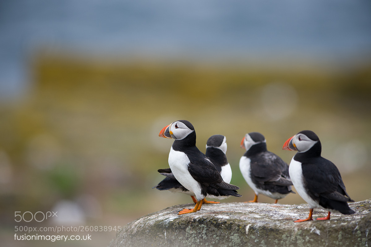 Nikon D850 sample photo. Puffins photography