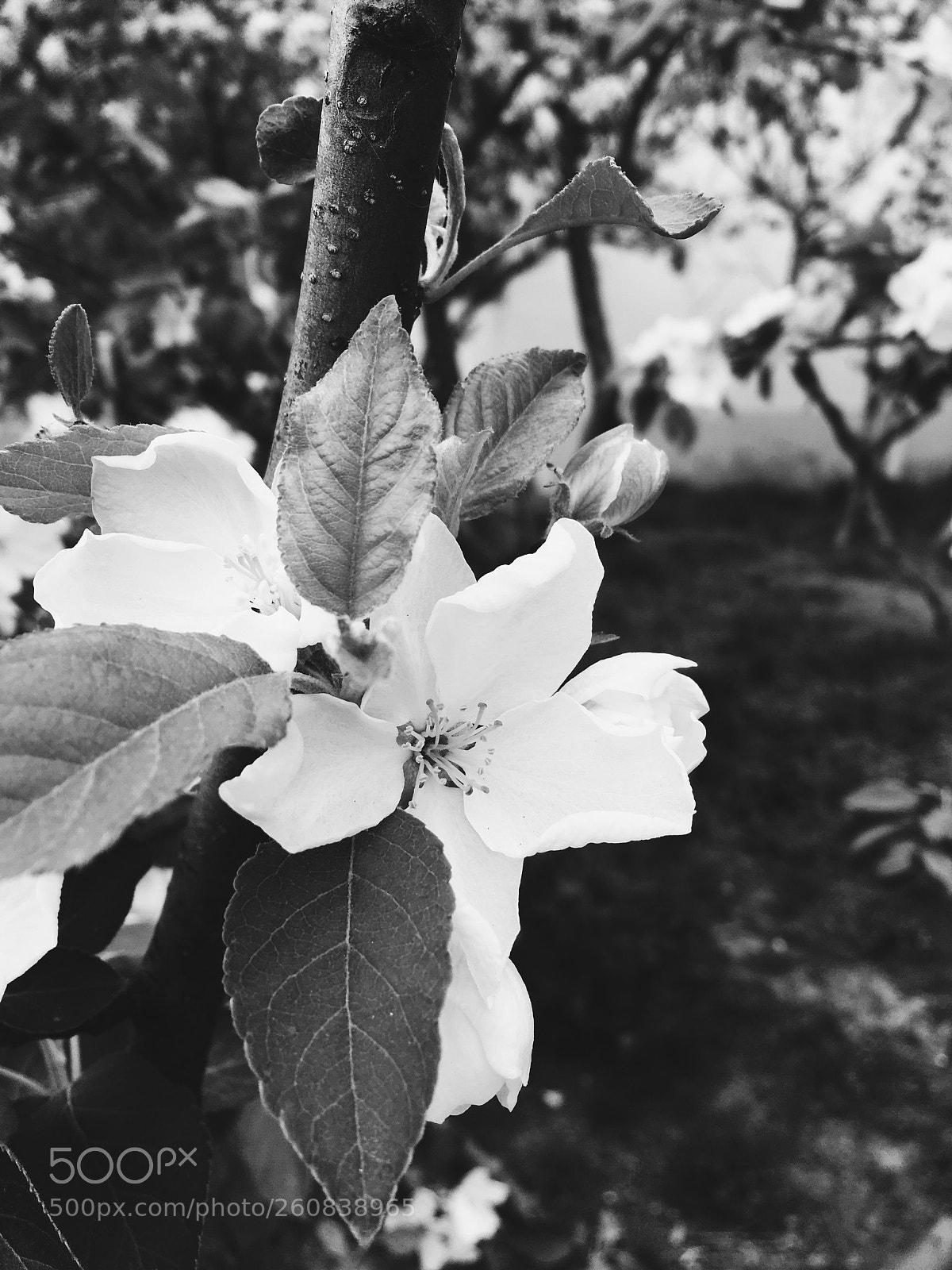 Apple iPhone SE sample photo. Untitled photography