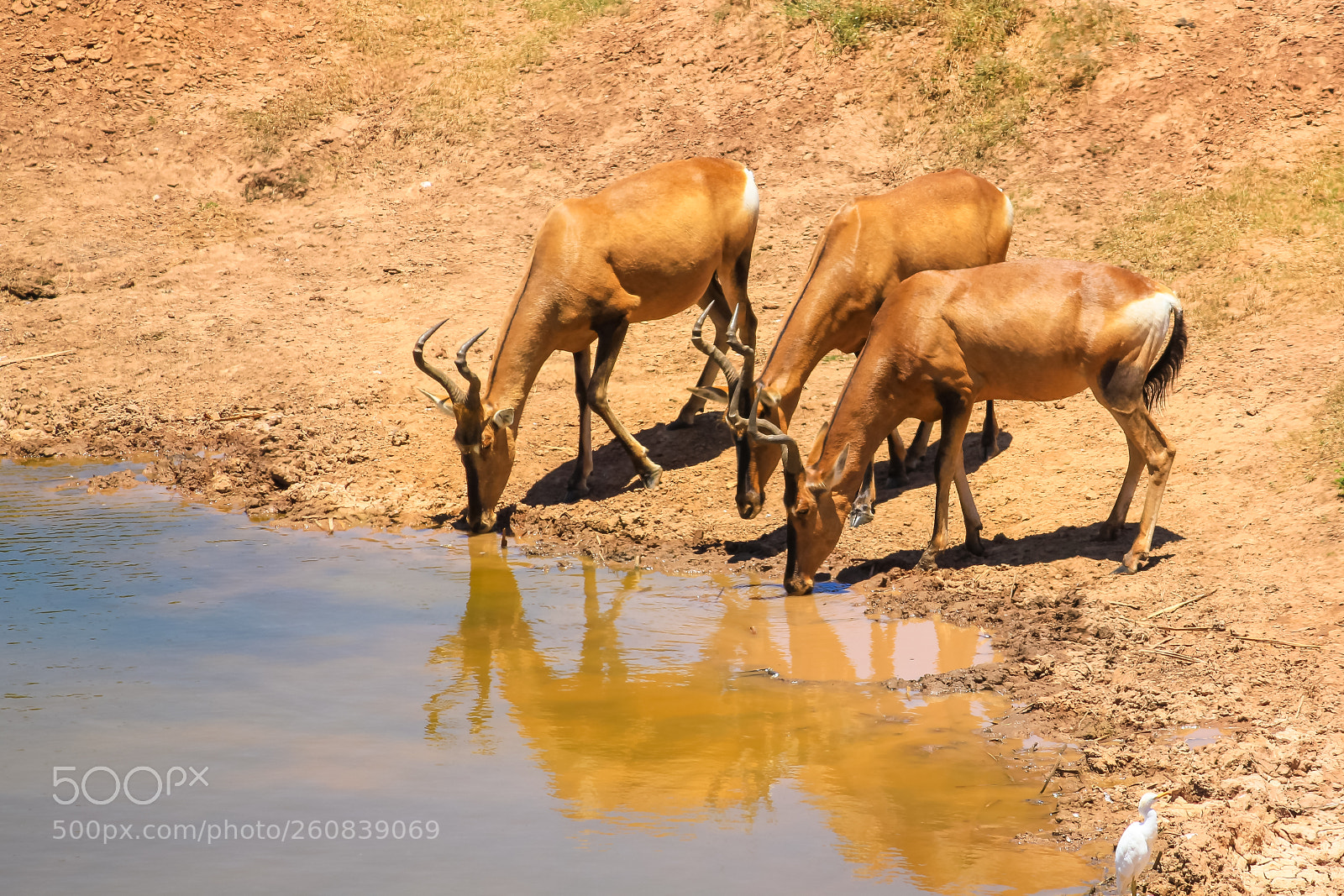 Canon EOS 550D (EOS Rebel T2i / EOS Kiss X4) sample photo. Impalas or antelope drinking photography