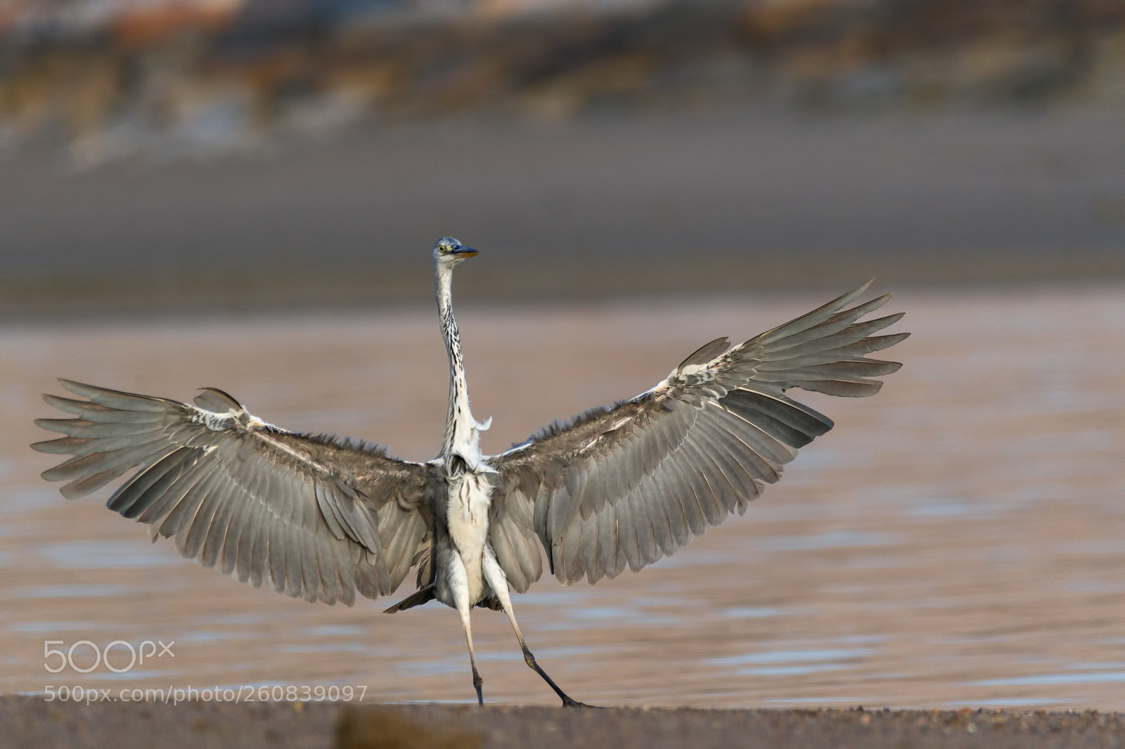 Nikon D500 sample photo. Wings photography