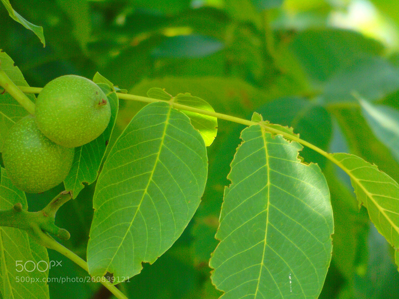 Sony Cyber-shot DSC-H400 sample photo. Fresh walnuts photography
