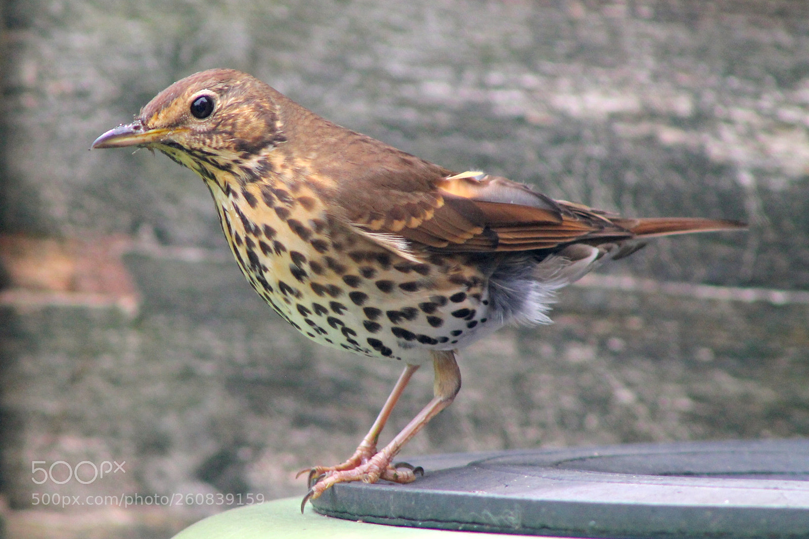 Canon EOS 1100D (EOS Rebel T3 / EOS Kiss X50) sample photo. Song thrush photography