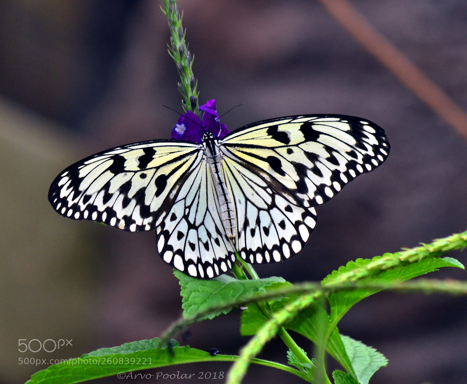 Nikon D7000 sample photo. Paper kite photography