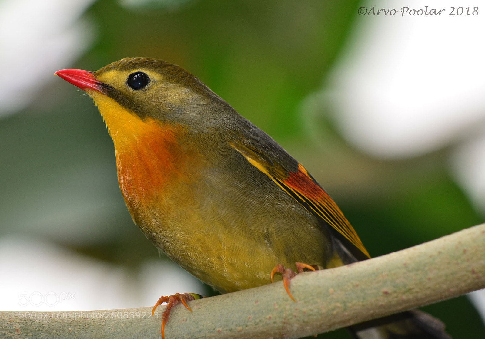 Nikon D7000 sample photo. Pekin robin photography
