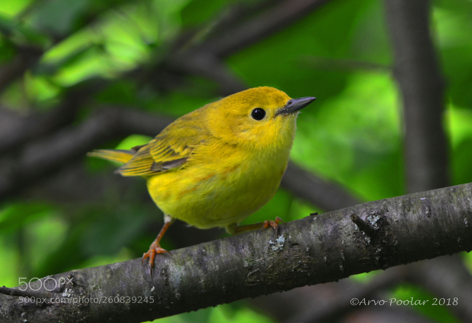 Nikon D7000 sample photo. Yellow warbler photography