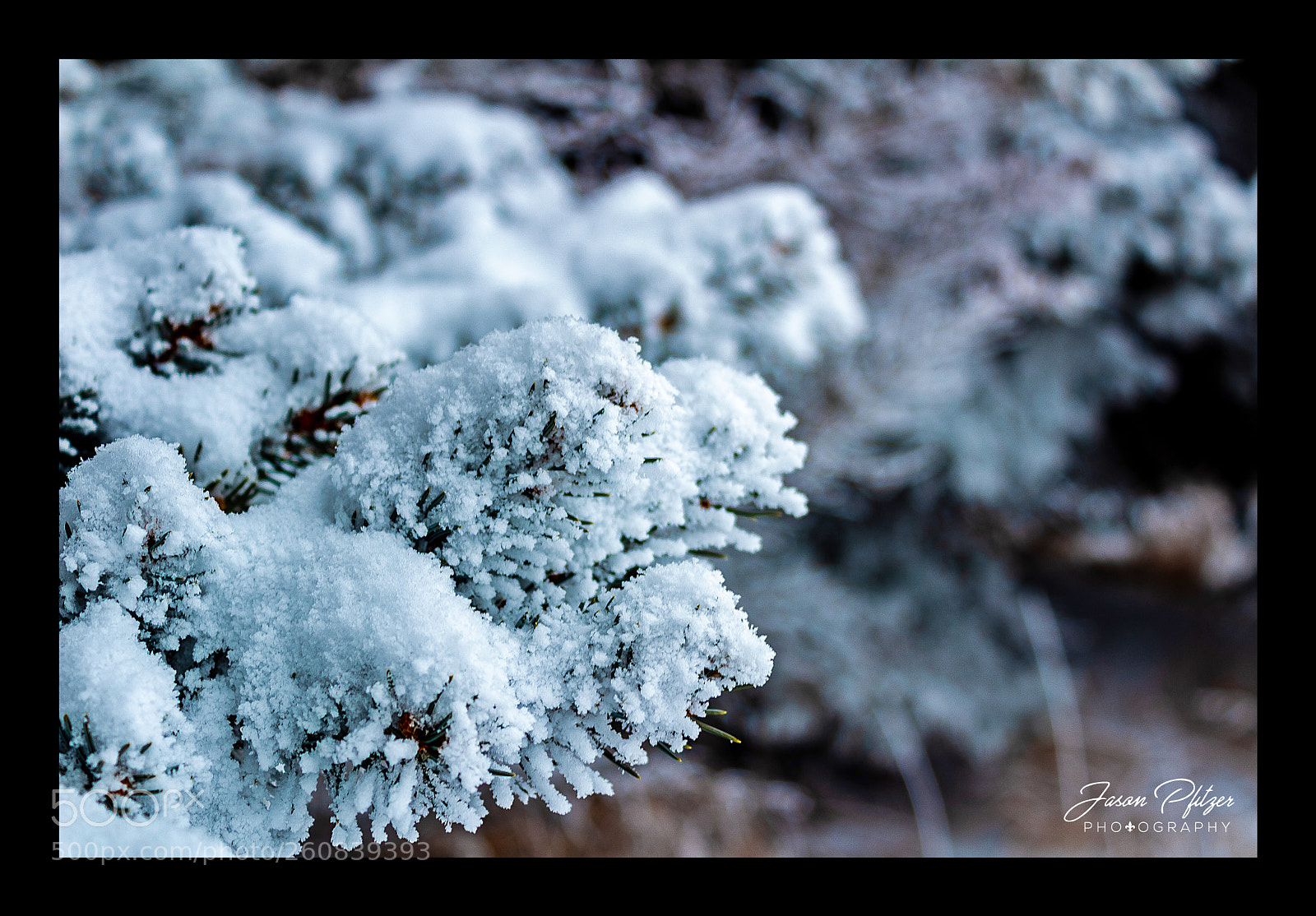 Canon EOS 1300D (EOS Rebel T6 / EOS Kiss X80) sample photo. Pine needles photography