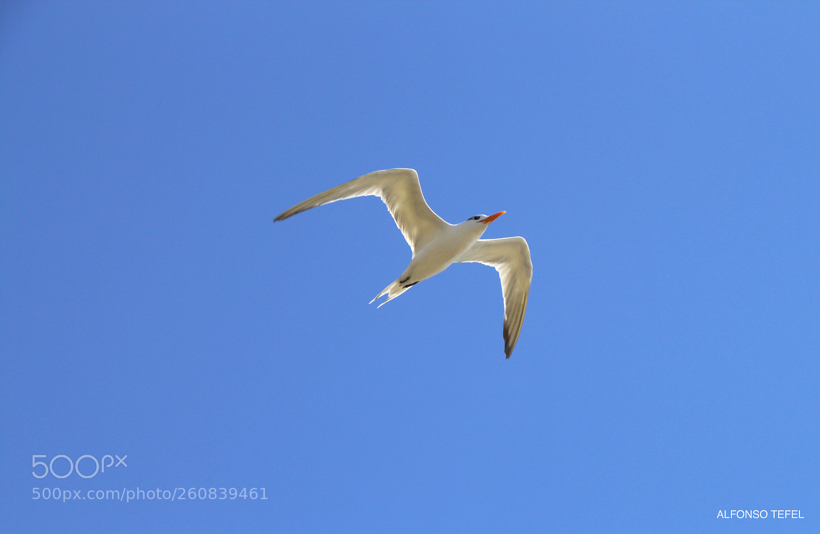 Canon EOS 700D (EOS Rebel T5i / EOS Kiss X7i) sample photo. Sky blue photography