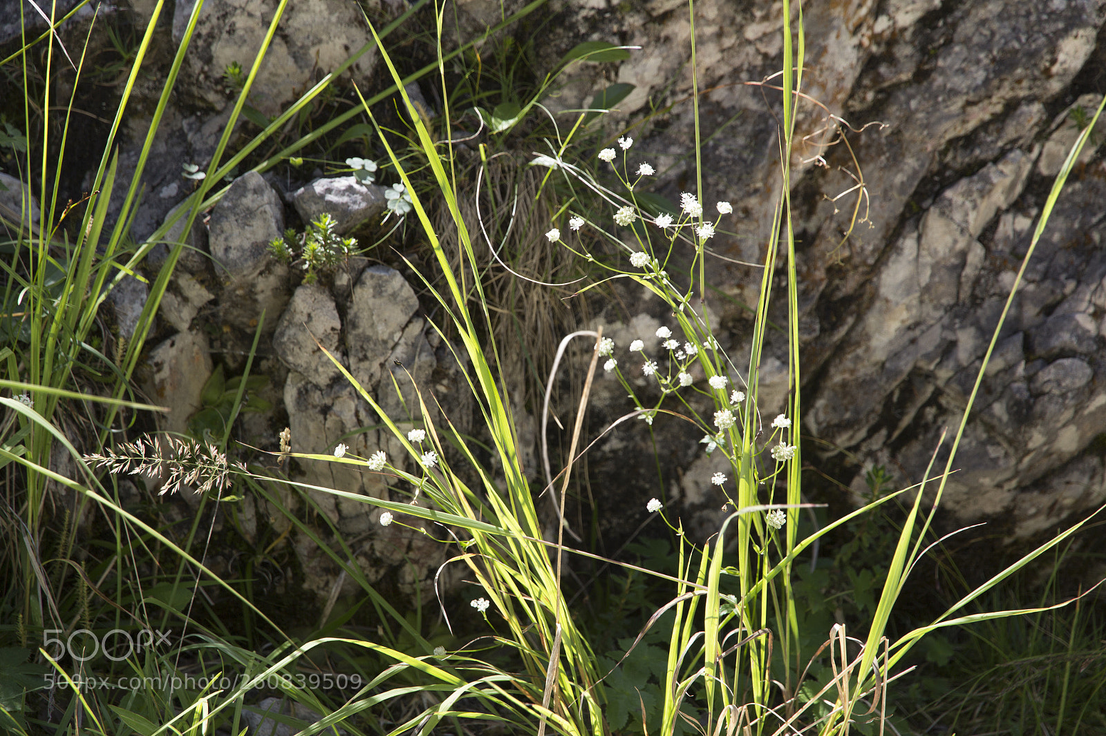 Canon EOS 600D (Rebel EOS T3i / EOS Kiss X5) sample photo. Dancing in the wind photography