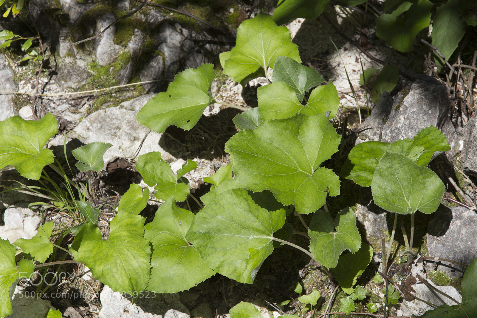 Canon EOS 600D (Rebel EOS T3i / EOS Kiss X5) sample photo. Coltsfoot photography