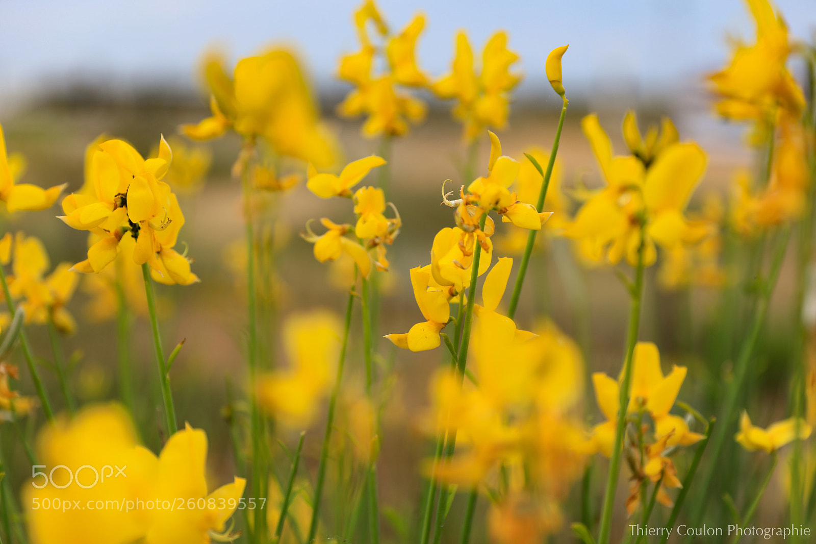 Canon EOS 5D Mark IV sample photo. Vive le printemps  photography