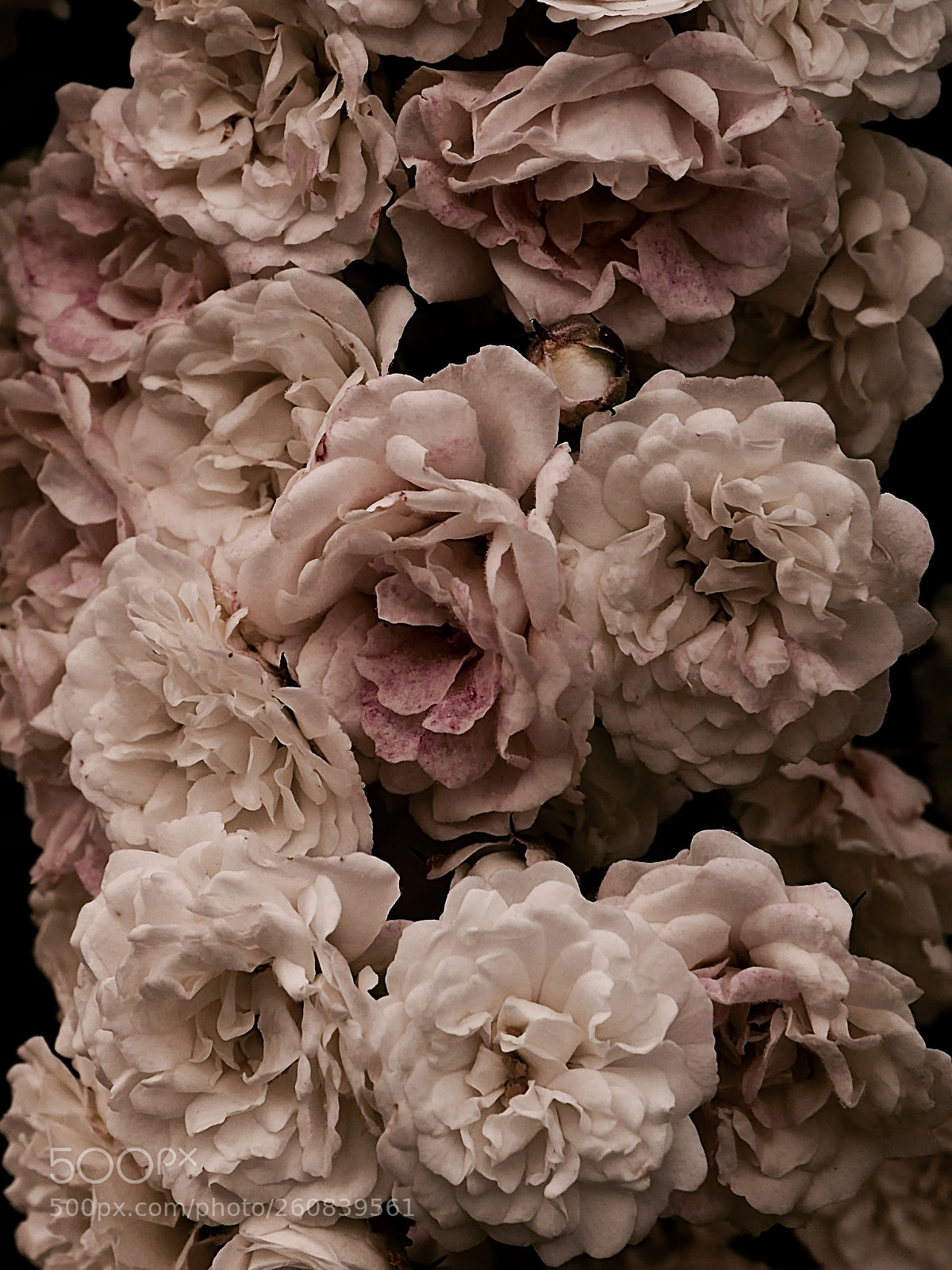 Panasonic Lumix DMC-GX85 (Lumix DMC-GX80 / Lumix DMC-GX7 Mark II) sample photo. In the roses garden ... photography