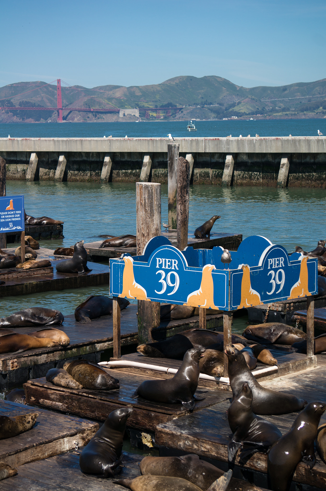 Sony Alpha NEX-6 sample photo. Pier 39 photography