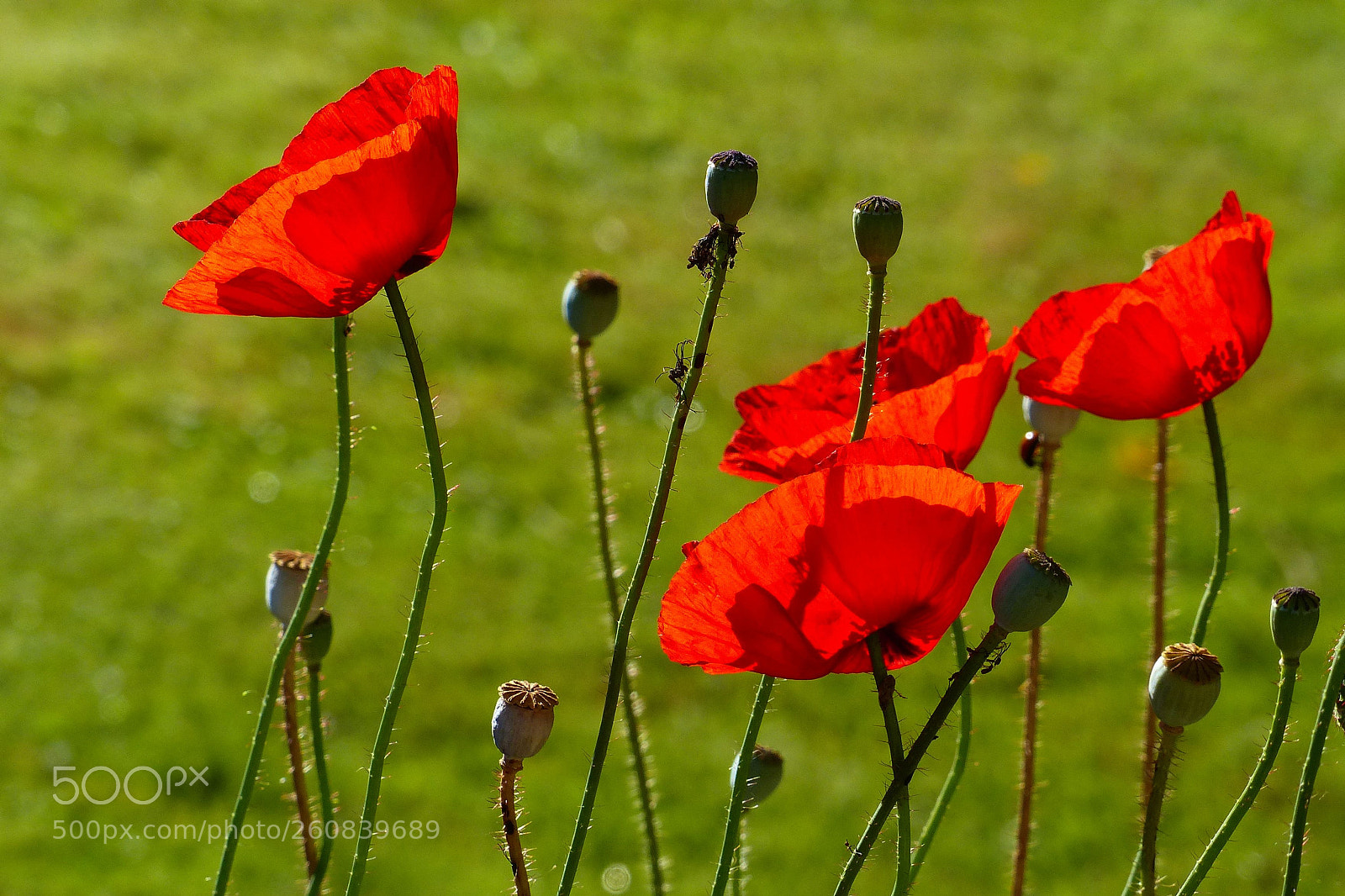 Panasonic Lumix DMC-FZ200 sample photo. Coquelicots photography