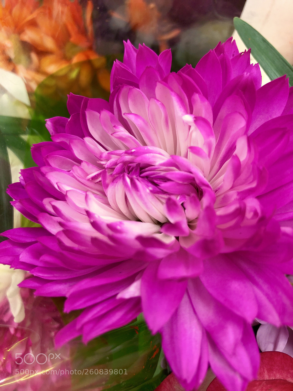 Apple iPhone 8 Plus sample photo. Magenta beauty photography