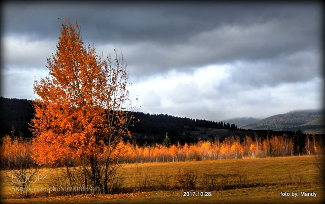 Canon EOS 1300D (EOS Rebel T6 / EOS Kiss X80) sample photo. The colors of autumn.. photography