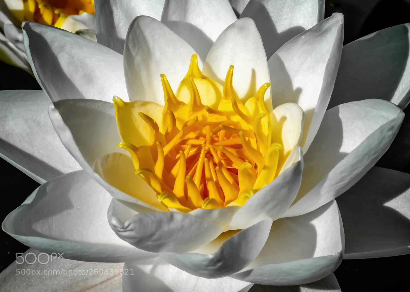 Nikon D800 sample photo. Water lily in botanic photography