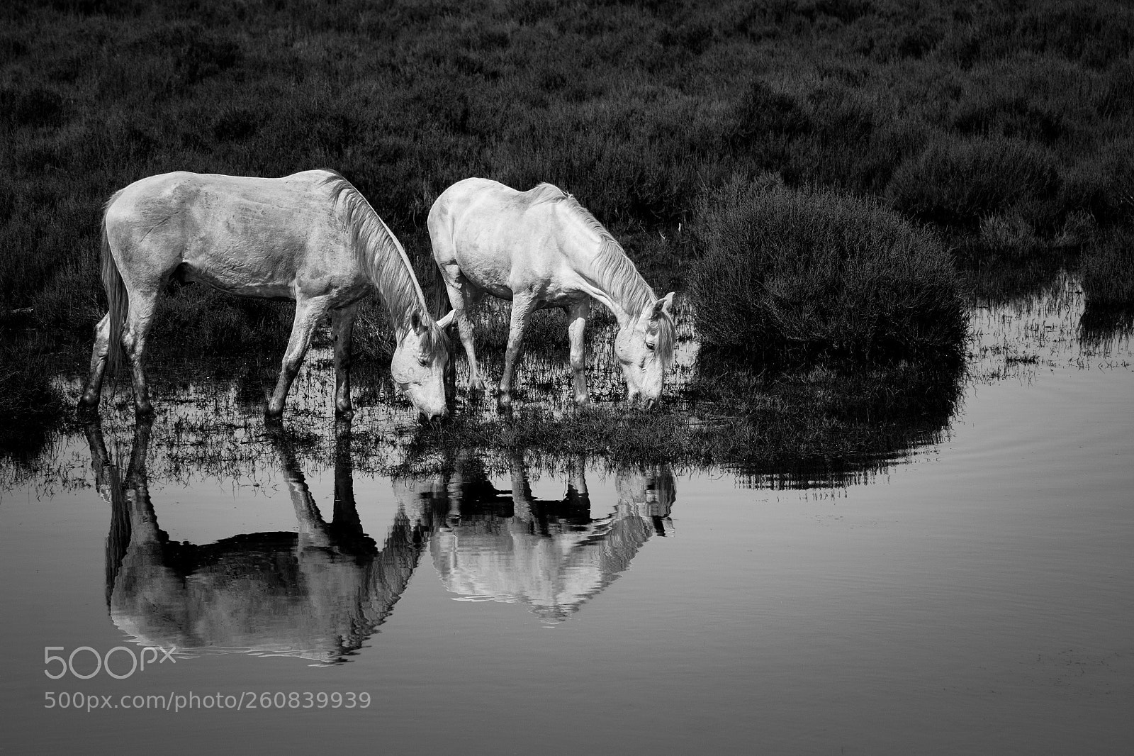 Canon EOS 70D sample photo. Chevaux camarguais photography