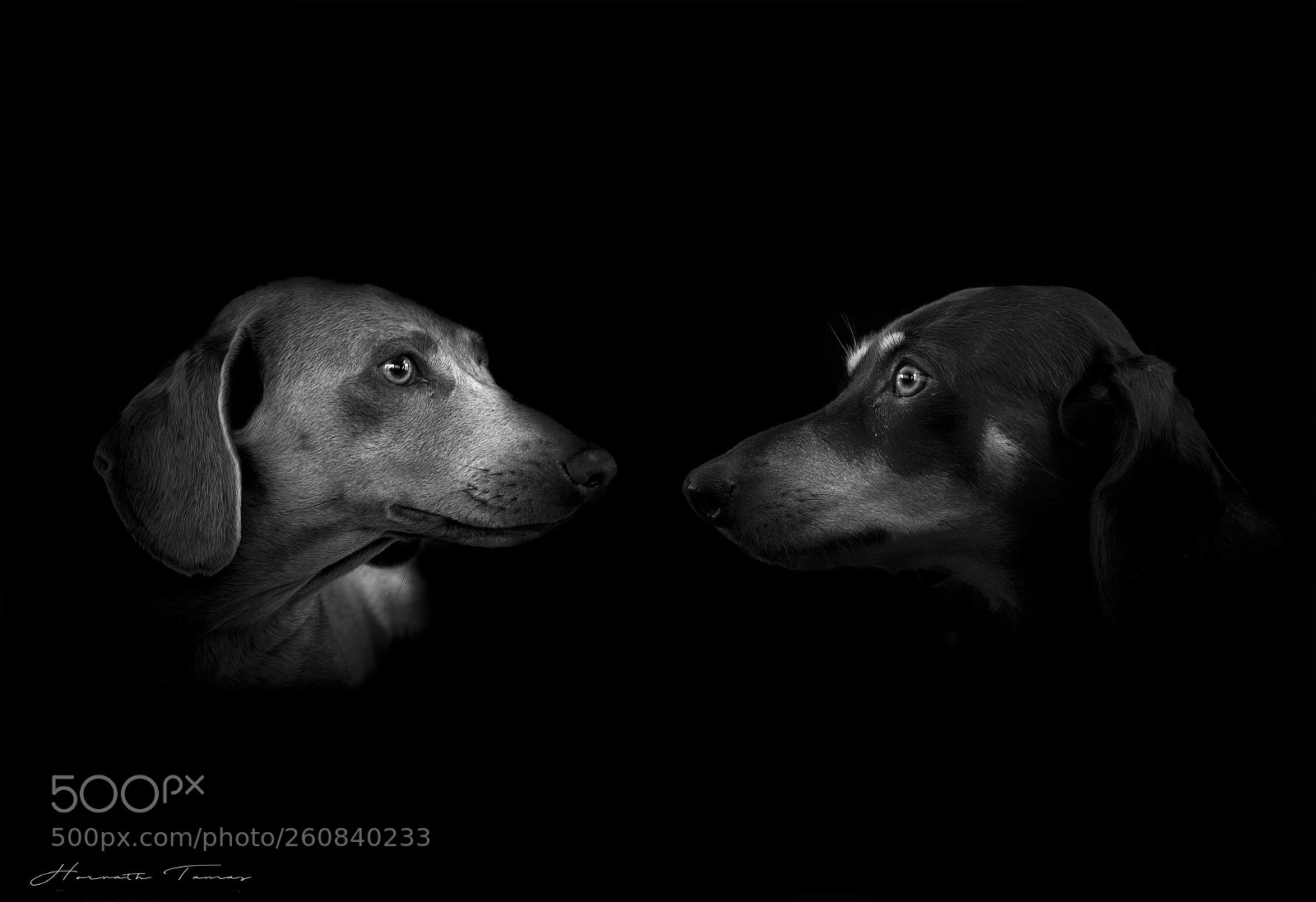 Nikon D3300 sample photo. Dogs photography