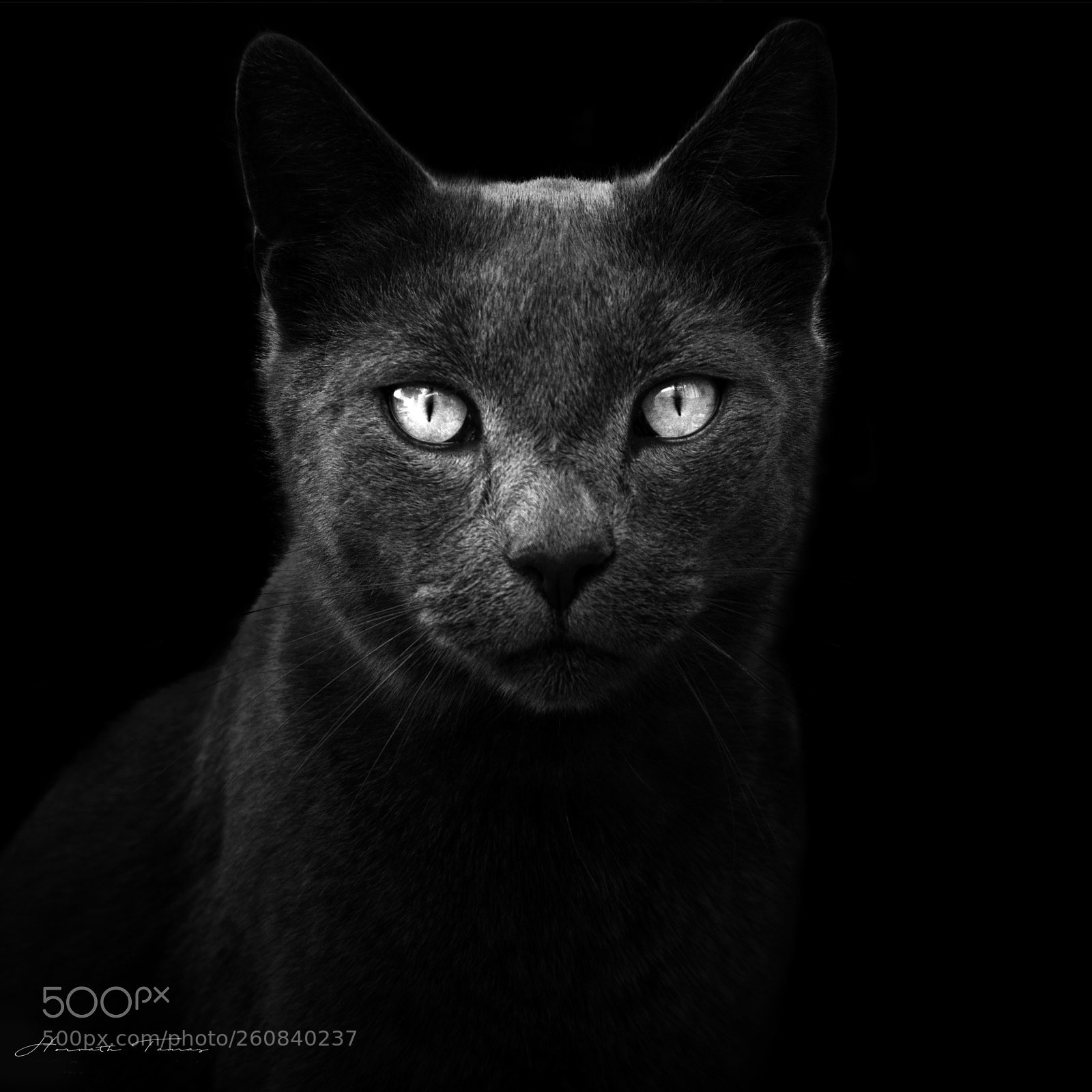 Nikon D3300 sample photo. Bw cats photography