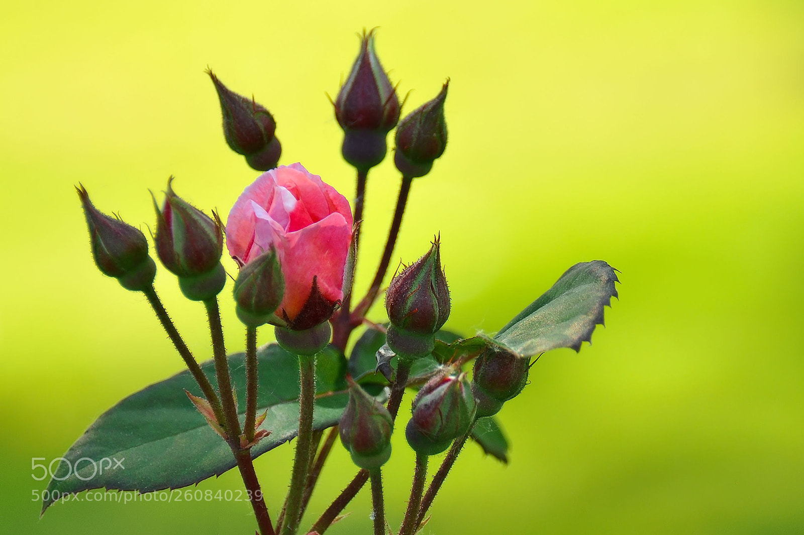 Nikon D90 sample photo. Roses photography