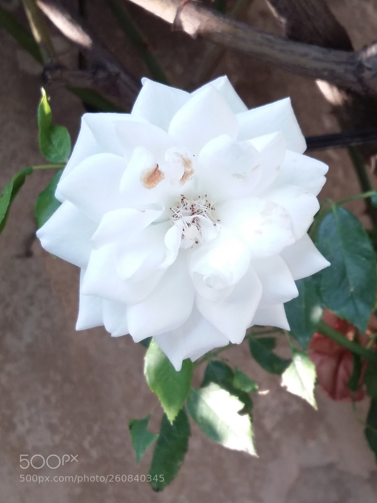 Samsung Galaxy A5 sample photo. Untitled photography