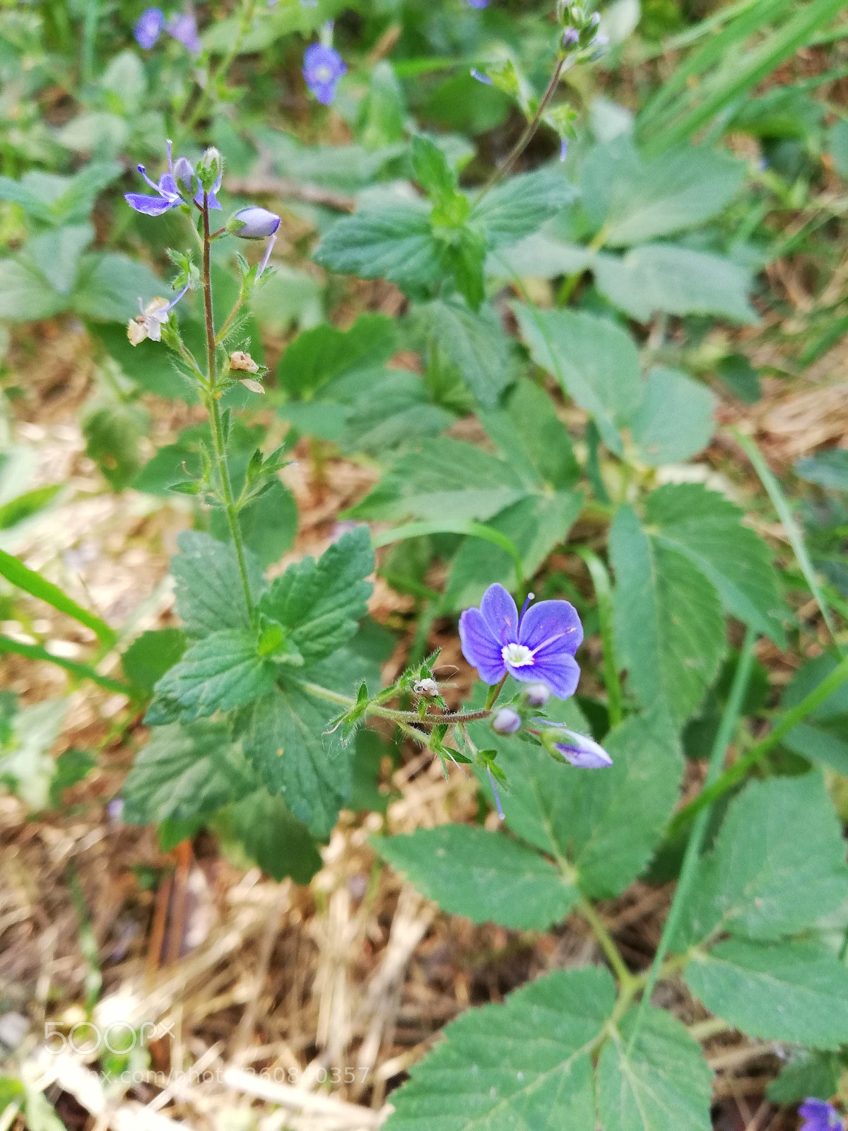 HUAWEI P20 lite sample photo. Untitled photography