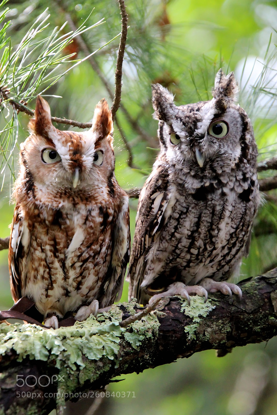 Canon EOS 700D (EOS Rebel T5i / EOS Kiss X7i) sample photo. Two screech owls photography