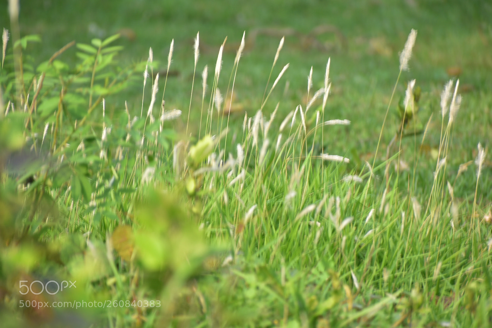 Nikon D3400 sample photo. Grass flower photography