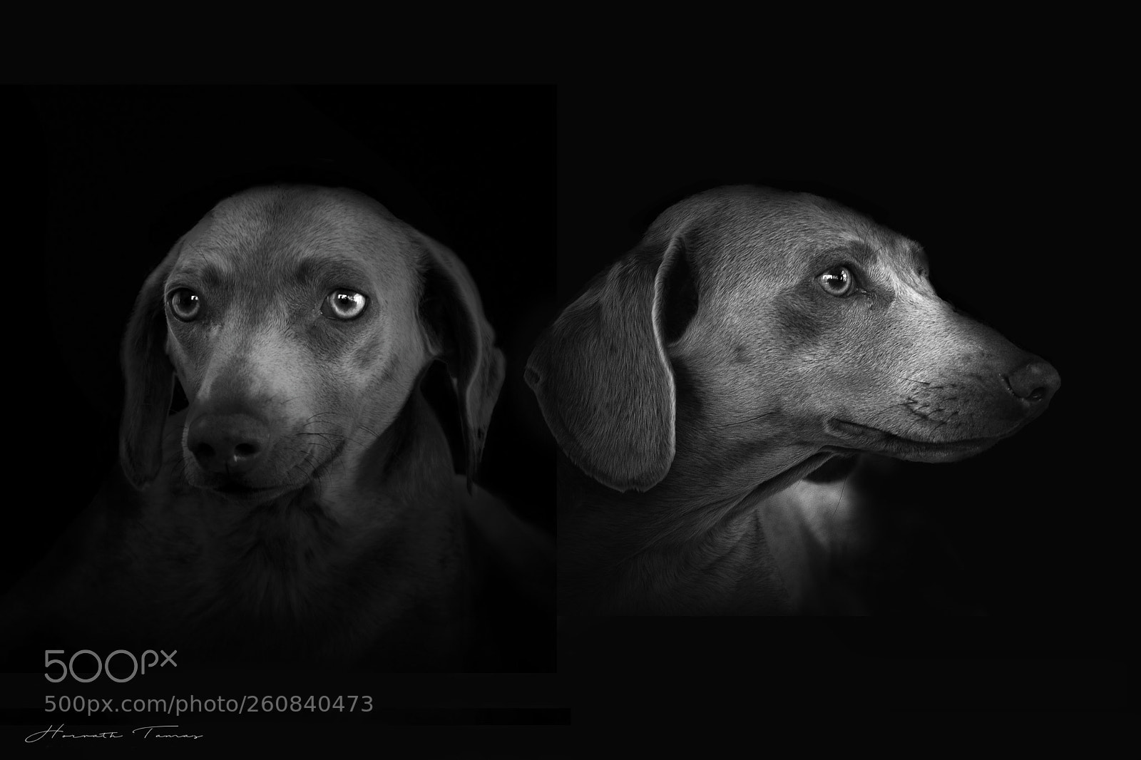 Nikon D3300 sample photo. Dogs two photography